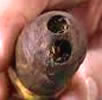 Cigar punch 8 shape hole.j